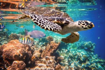 swim with turtles in the ocean